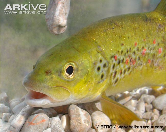 Salmo obtusirostris (Heckel, 1851)
